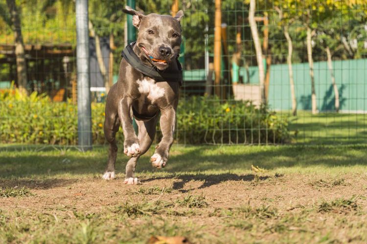 Hundeauslauf aus Doppelstabmatten - eine praktische Lösung