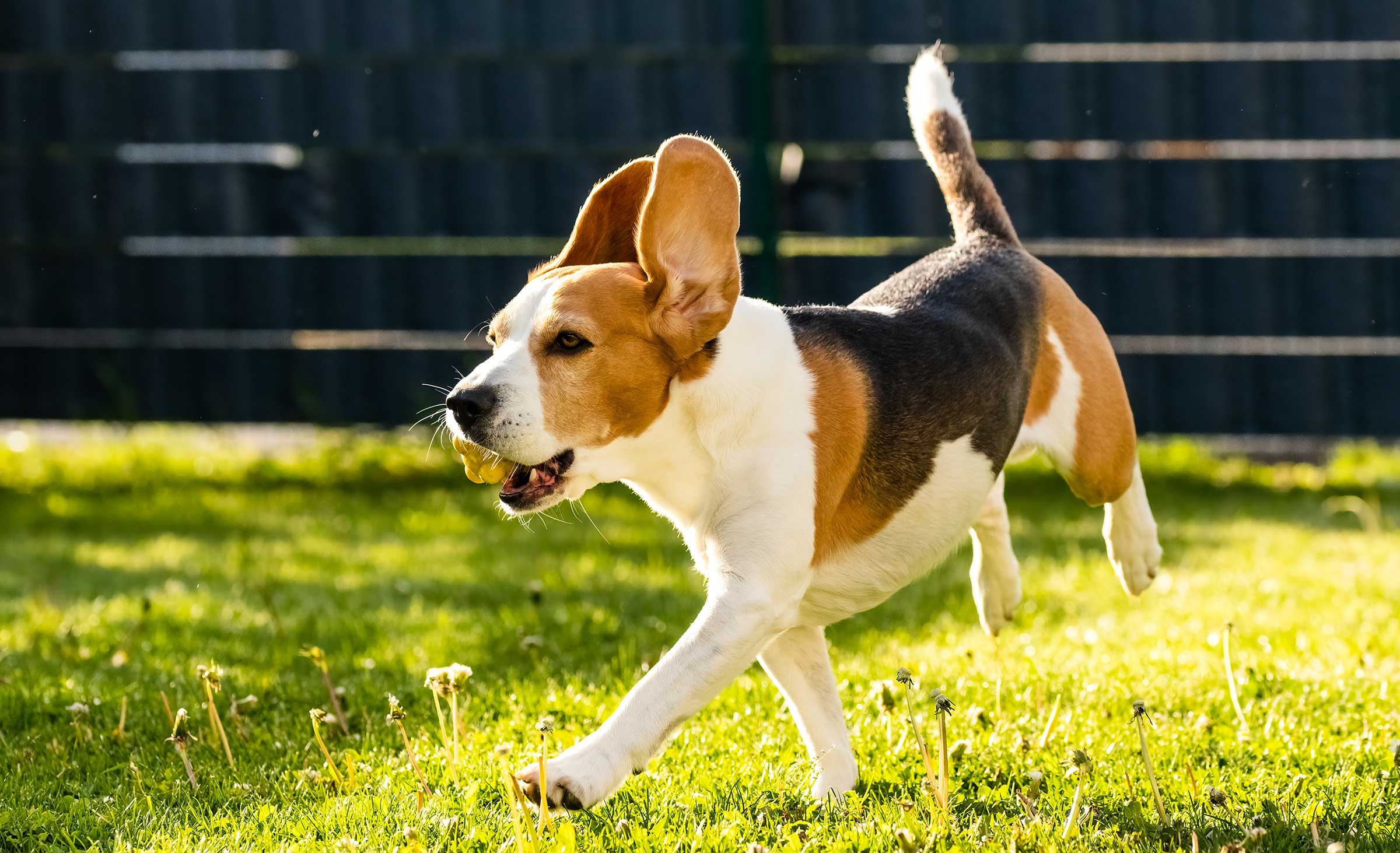 Was ist beim Hundeauslauf im Garten zu beachten?